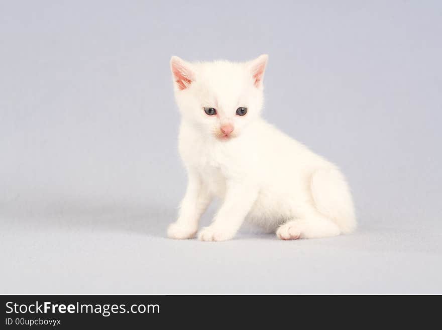 White kitten on the floor