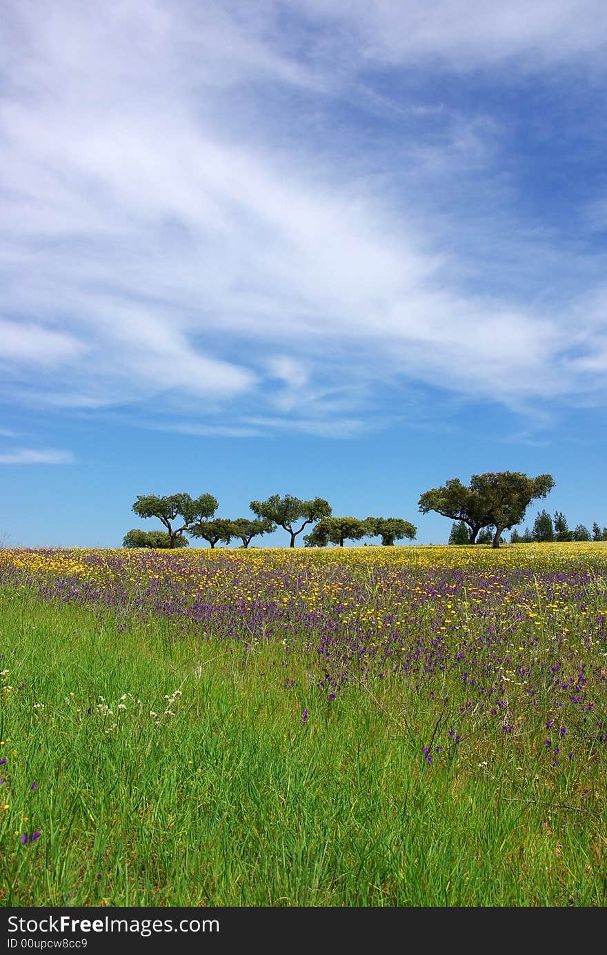 Colored Field of alentejo.