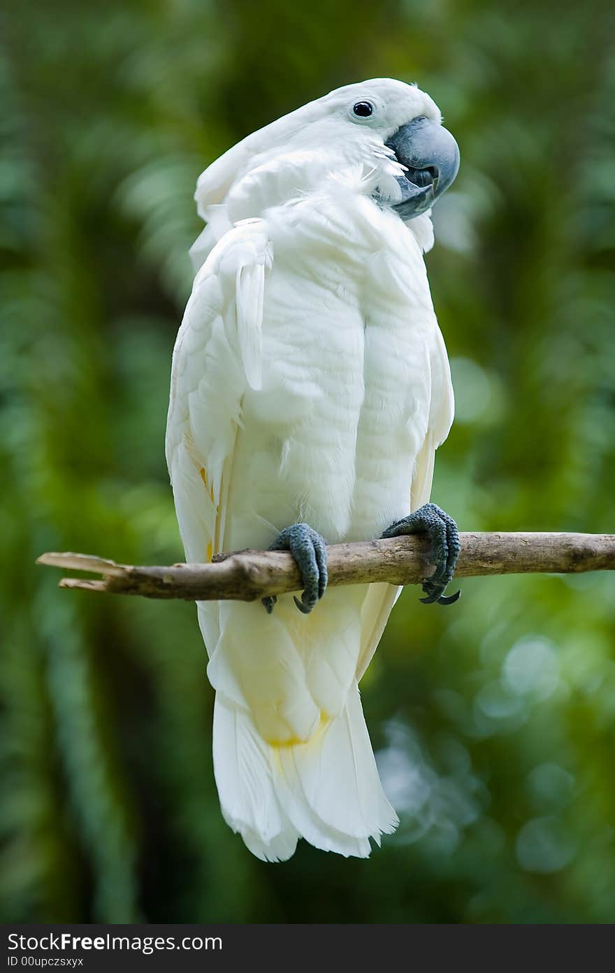 Photo of cockatoo on a tree