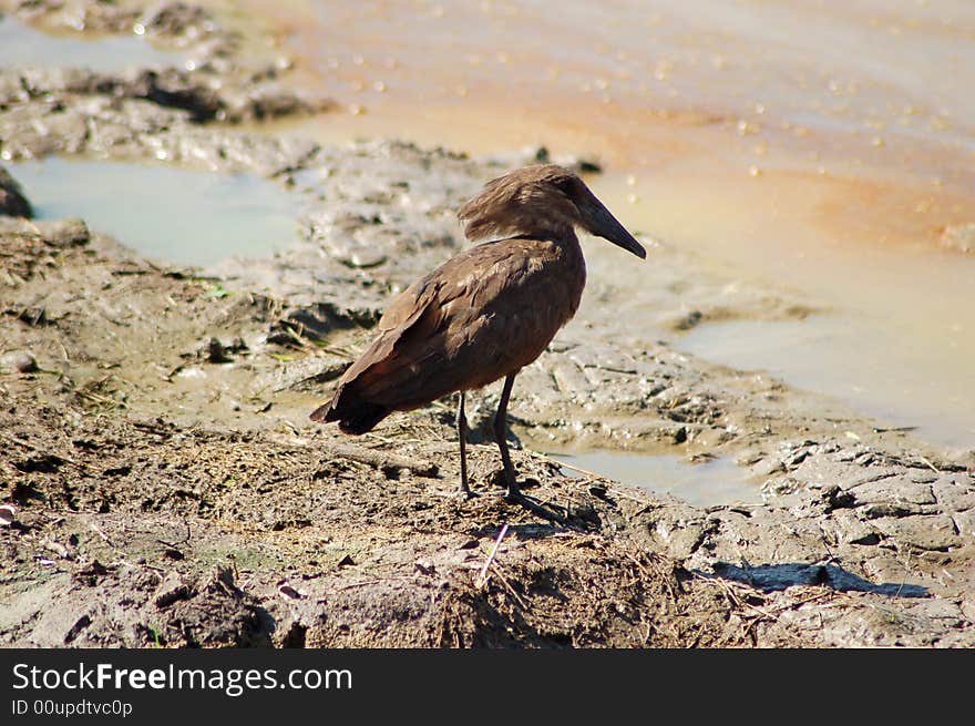 A hemmerkop bird at the water bank