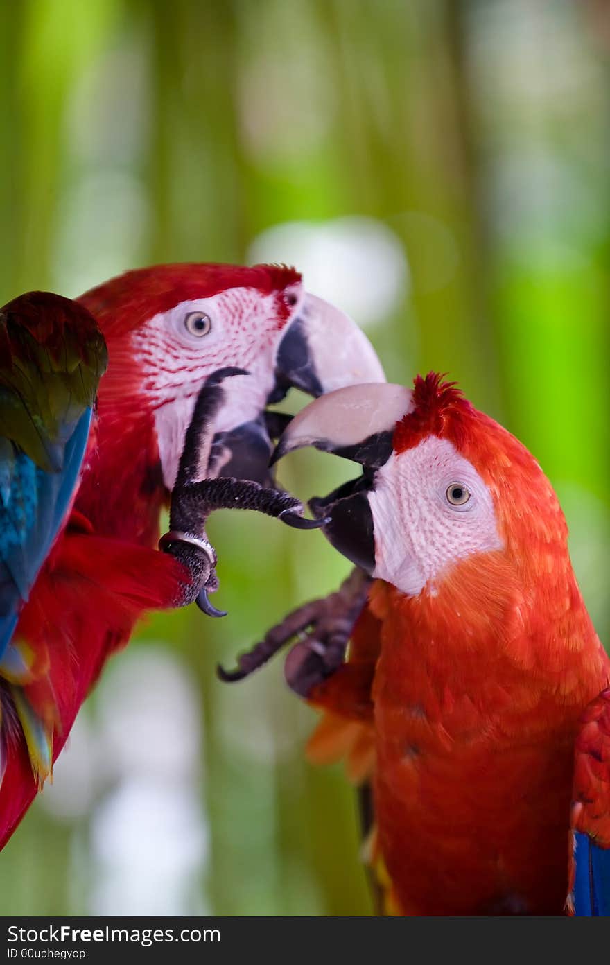 A Pair Of Scarlet Macaws Playing