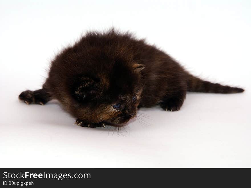 Cute cat in studio white backround