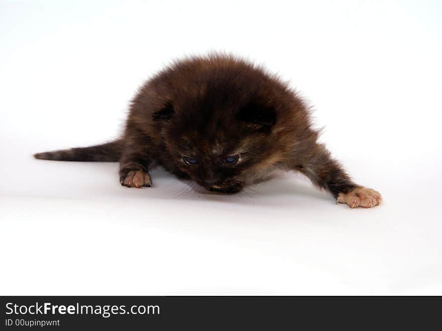 Cute cat in studio white backround