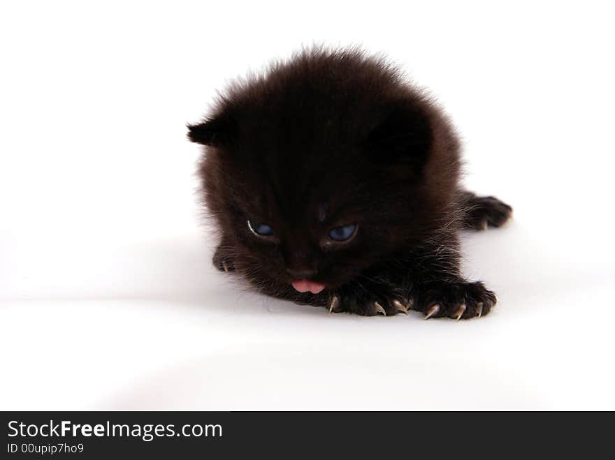 Cute cat in studio white backround