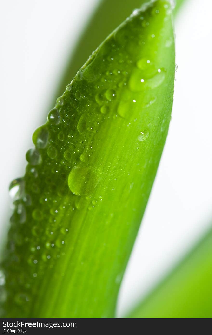 Wet beautiful green fresh plant. Wet beautiful green fresh plant