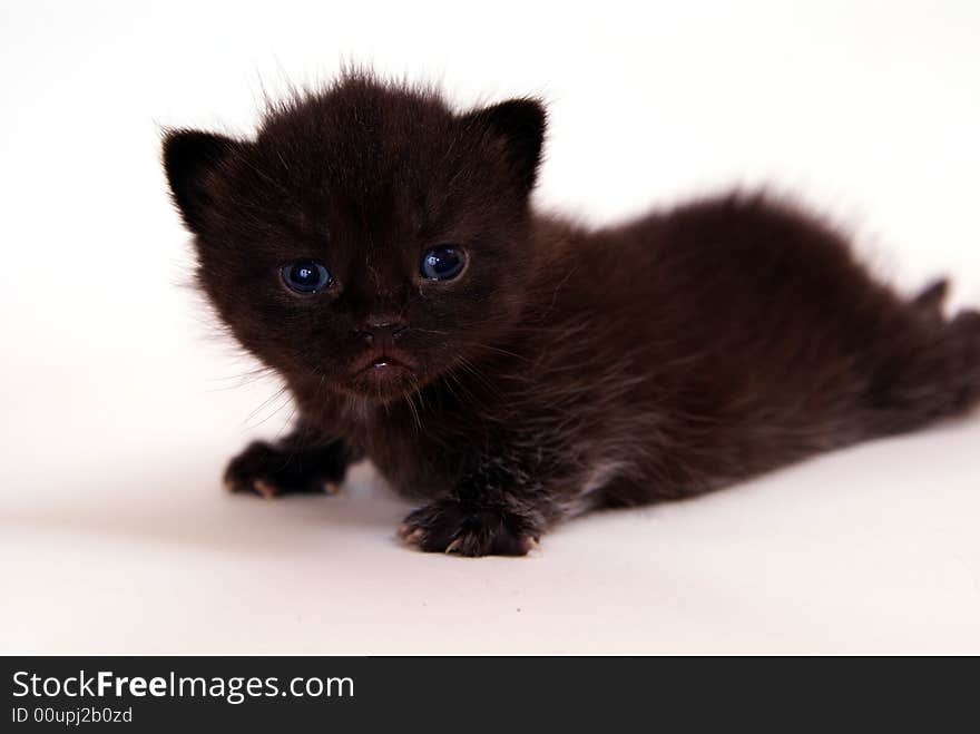 Cute Cat in studio