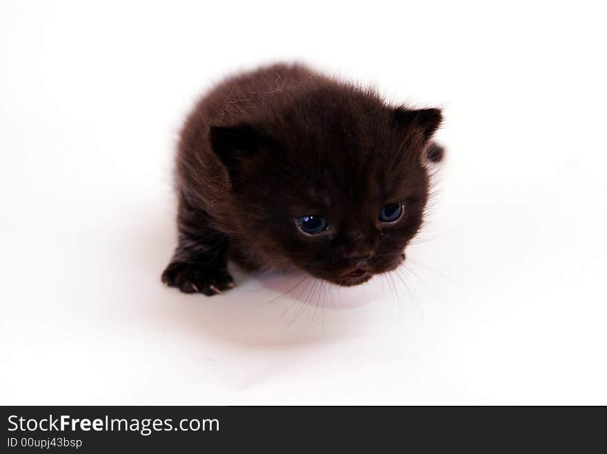 Cute cat in studio white backround. Cute cat in studio white backround