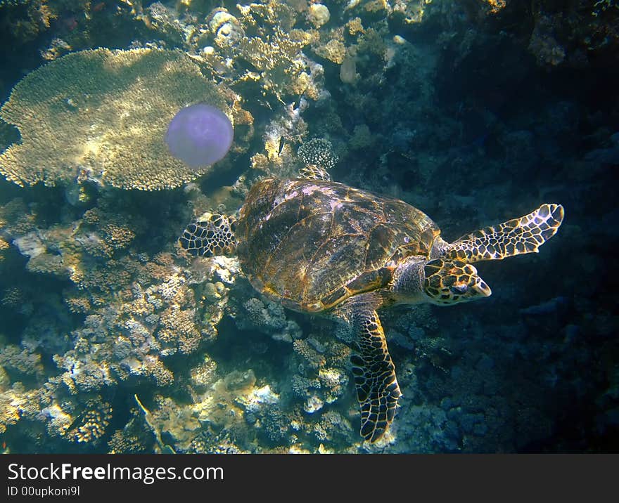 Sea turtle, corals and jellyfish