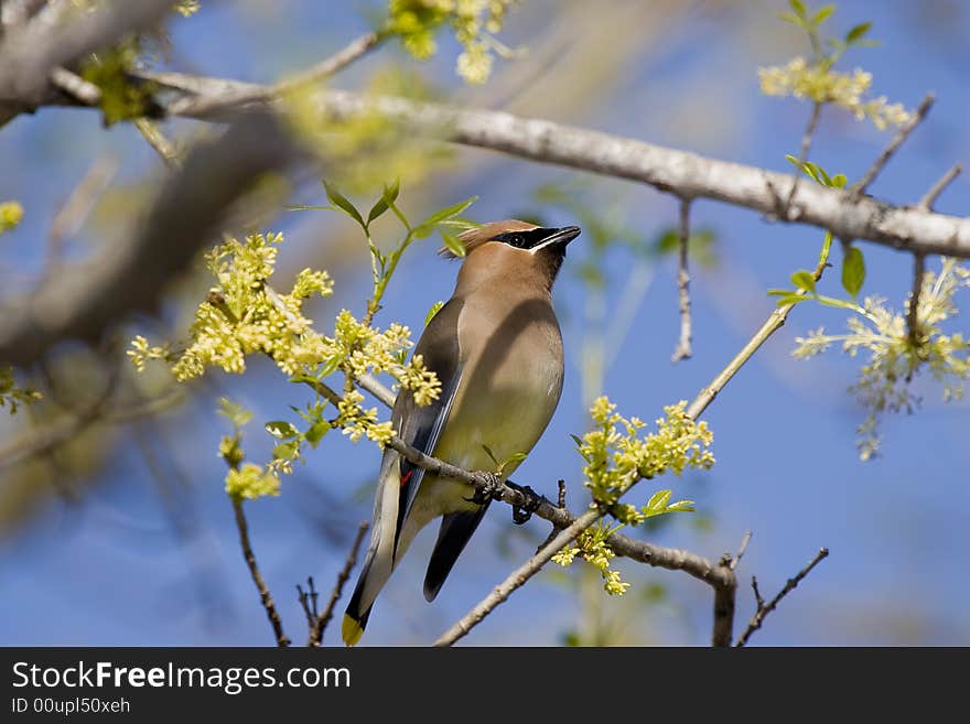 Cedar Waxwing perched on a branch.