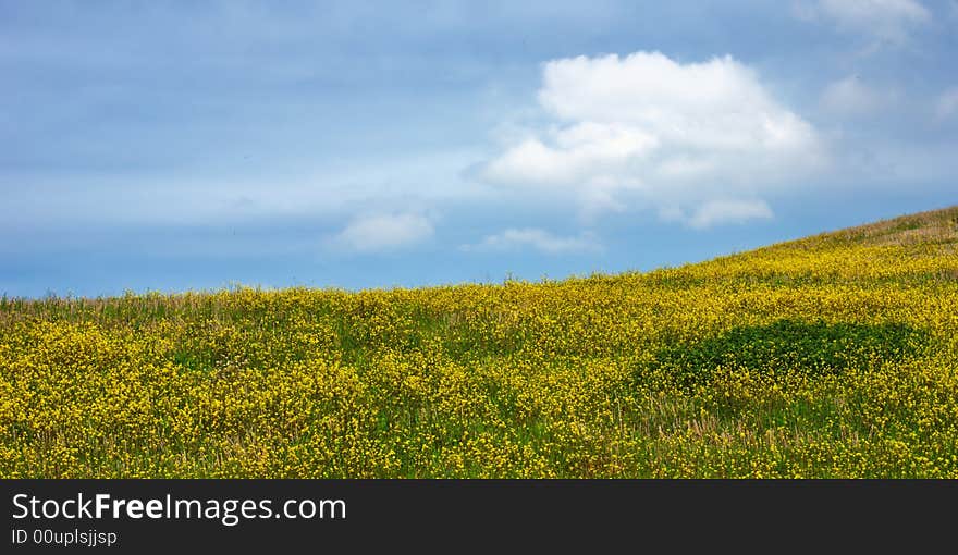 Hillside full of yellow flowers. Hillside full of yellow flowers