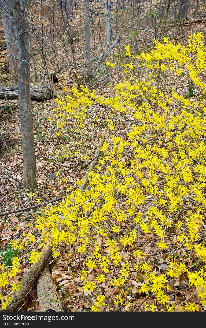 Wild forsythia blossoms in a winter-dead forest beginning towards spring. Wild forsythia blossoms in a winter-dead forest beginning towards spring