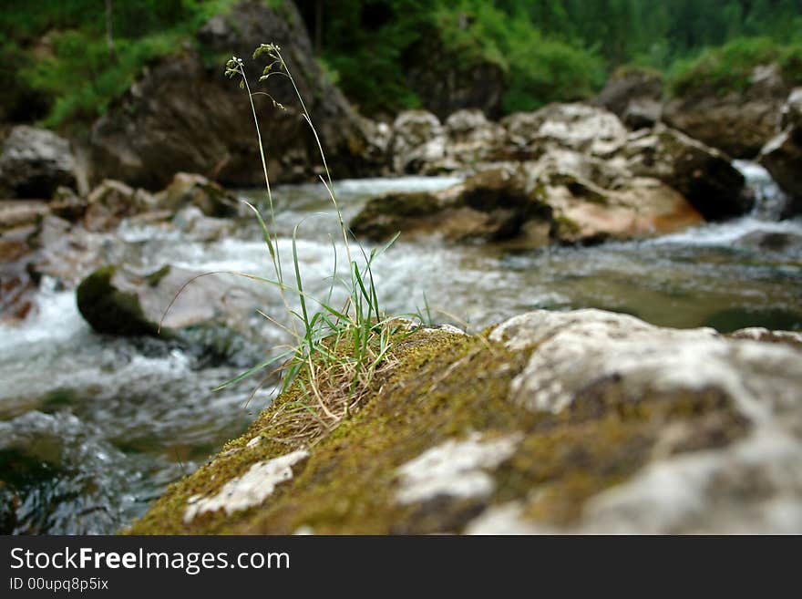 Mountain stream plant vegetation forest