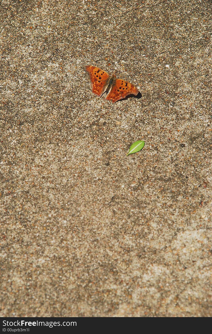 An orange and black Question Mark butterfly rests on the pavement, with a single leaf nearby. Taken in Houston, Texas. . An orange and black Question Mark butterfly rests on the pavement, with a single leaf nearby. Taken in Houston, Texas.