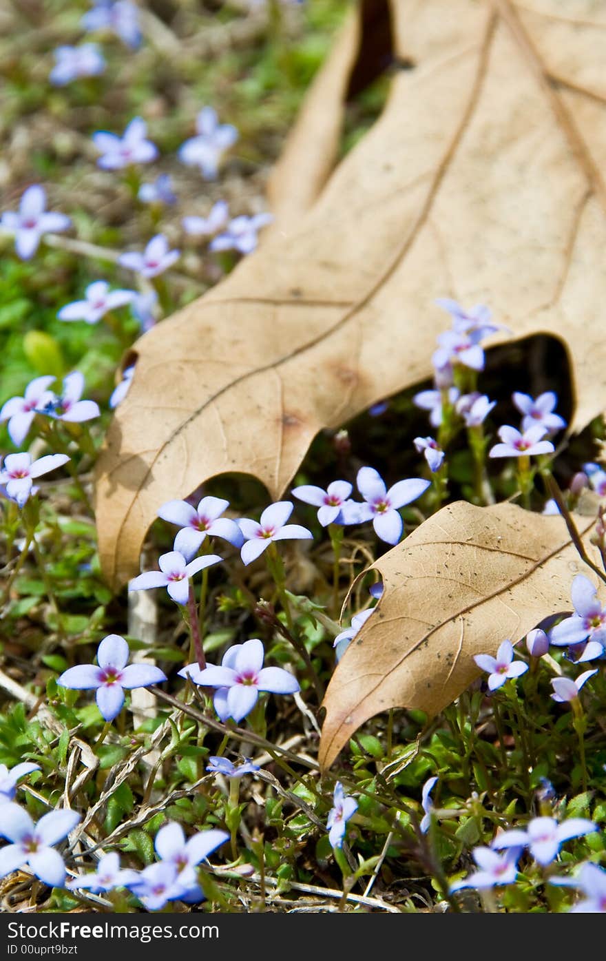 Beautiful purple flowers grow under a dead leaf announcing the beginning of spring. Beautiful purple flowers grow under a dead leaf announcing the beginning of spring