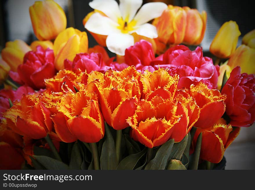 Tulips