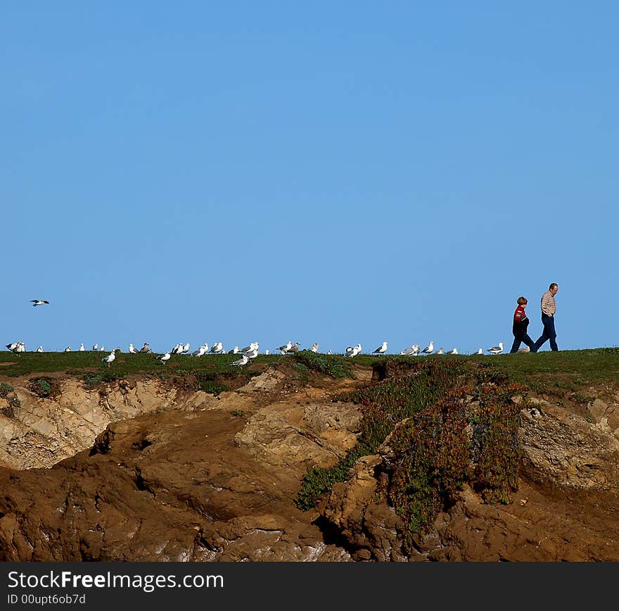 Walking The Seagulls