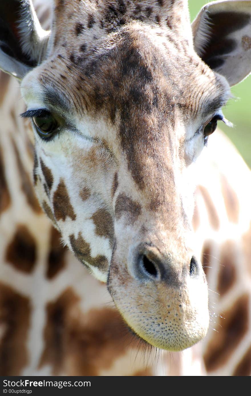 Front on shot of a giraffe