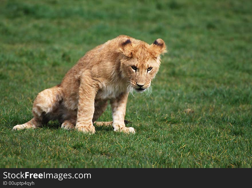 Young menacing looking lion cub.