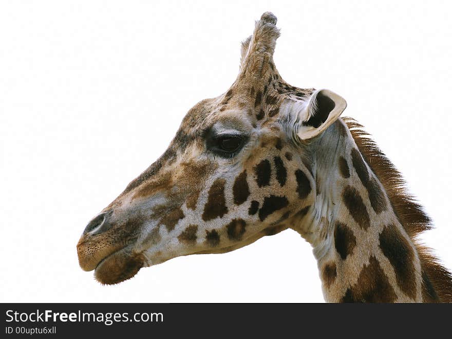 Young giraffe at a safari park in england