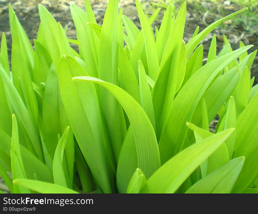 Green flower leafs is growing. Green flower leafs is growing