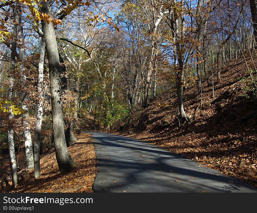 Winding Forest road in the fall