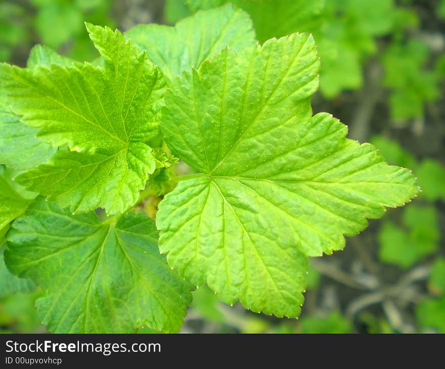 Leaves of currant is growing. Leaves of currant is growing