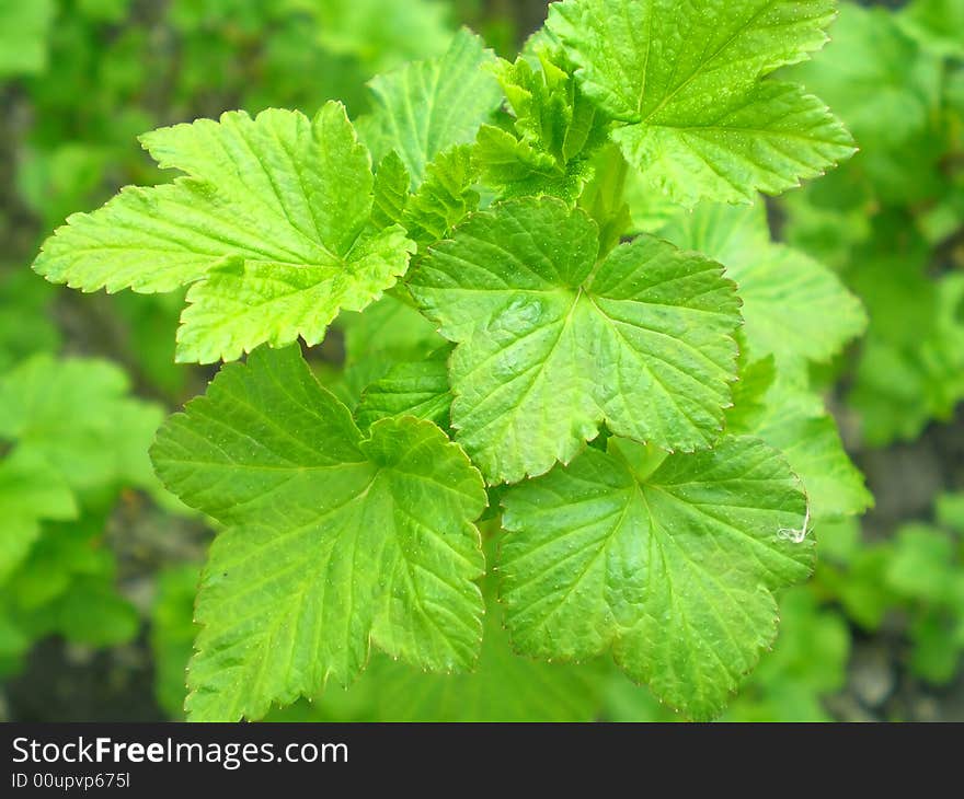 Leaves of currant is growing. Leaves of currant is growing