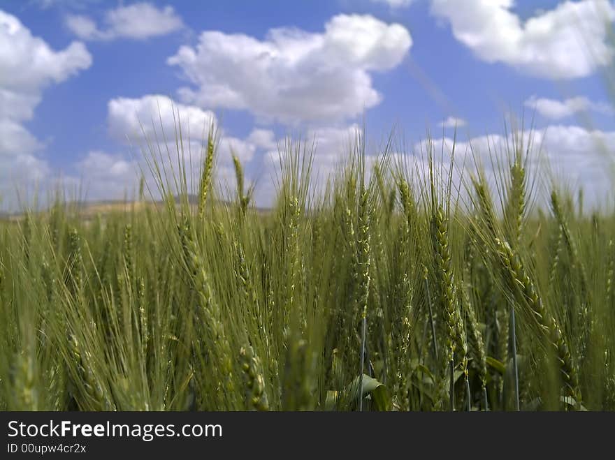 Green wheat in the field with cloudy blue sky