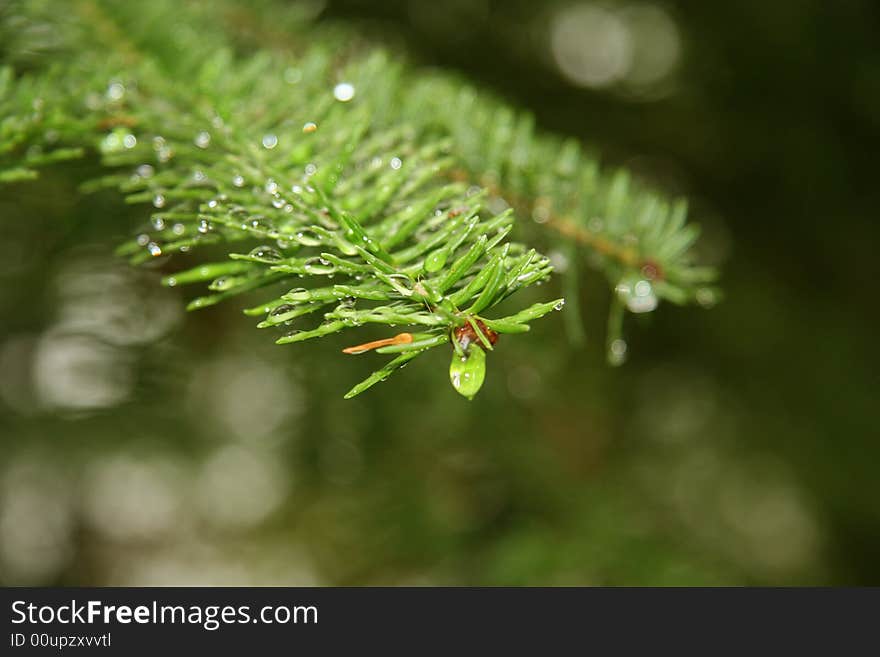 Raindrops on a green evergreen branch.