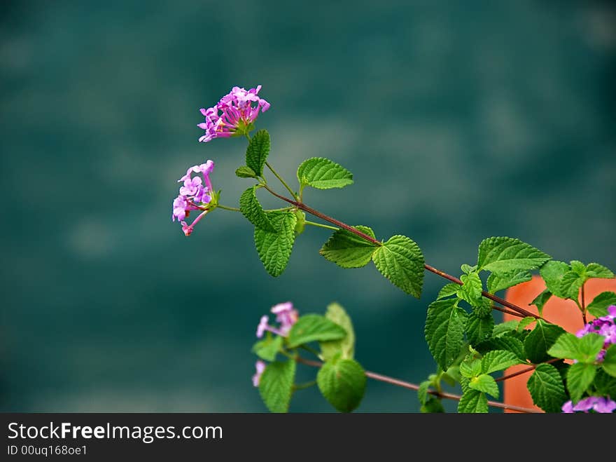 Colorful Flower Along The Seaside