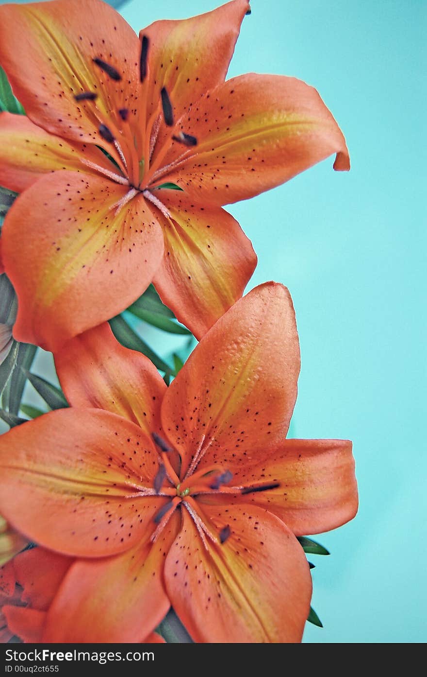 Orange lily flowers against blue background