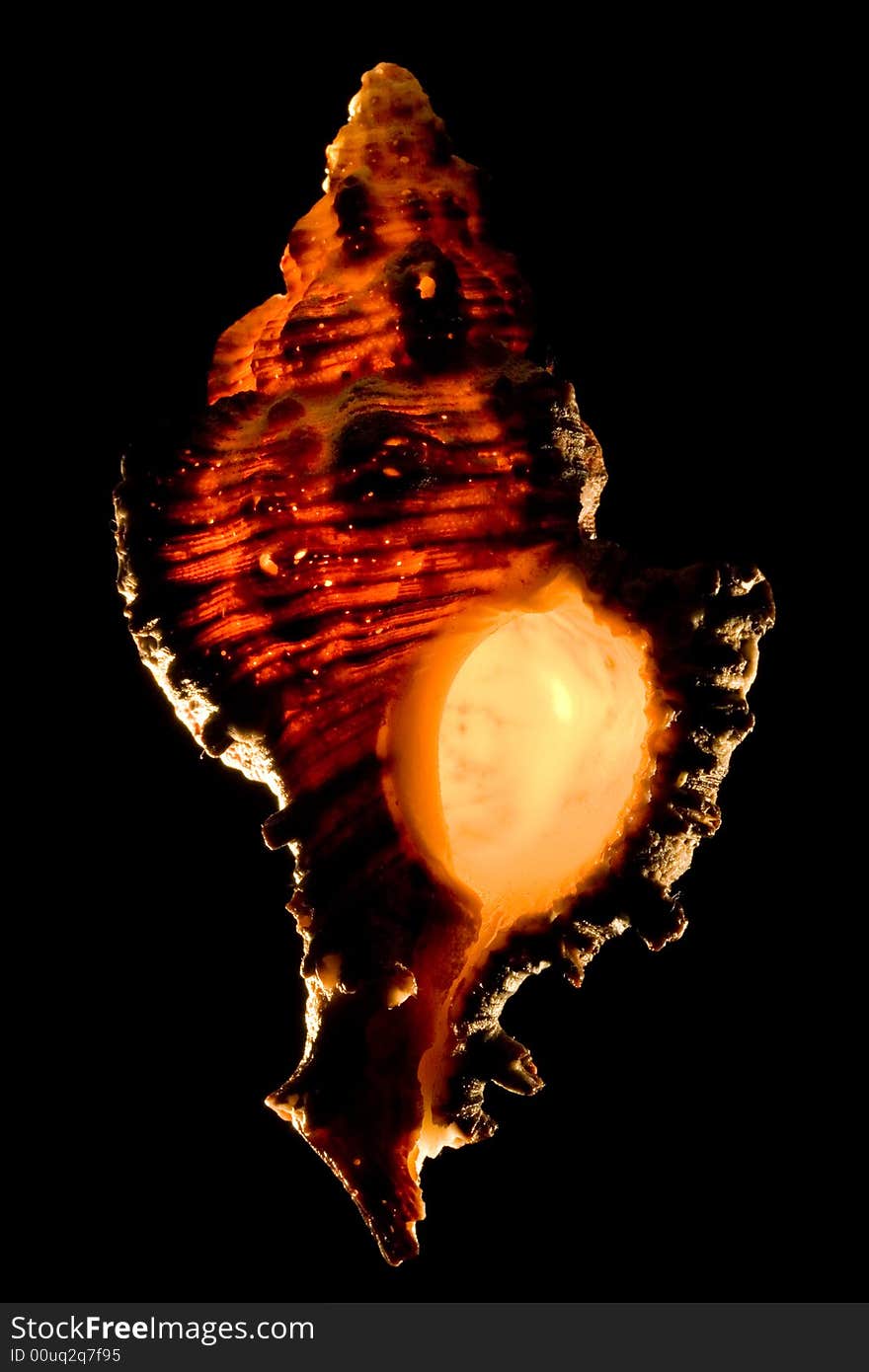 Glowing murex seashell