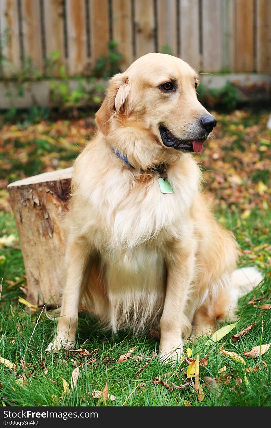 Golden retriever image taken in the backyard. Golden retriever image taken in the backyard