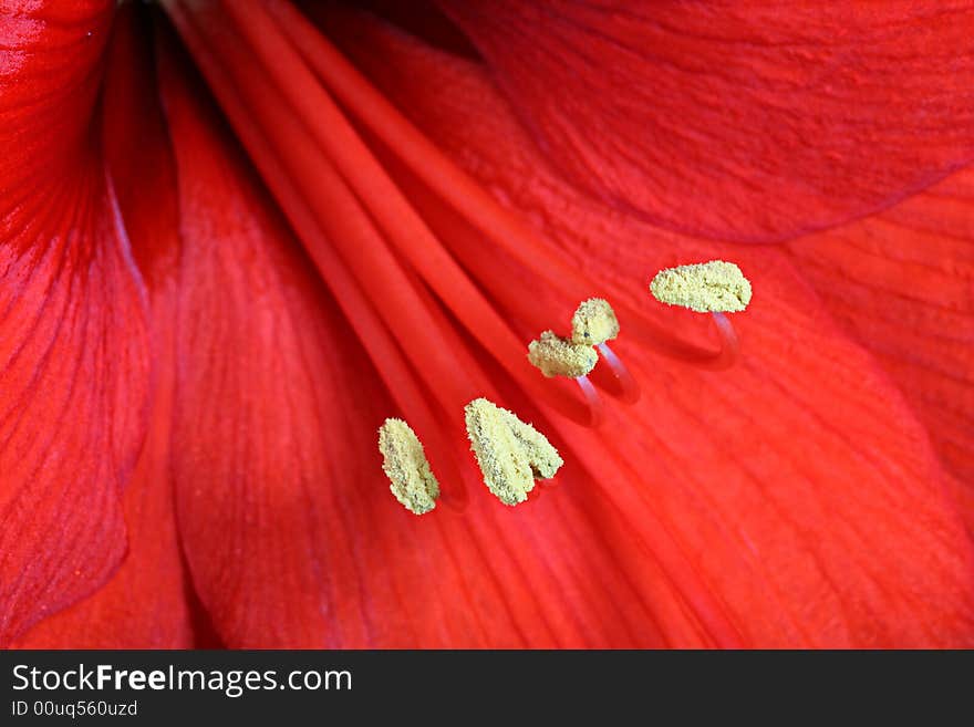 Close up of red amarillys, great for backgrounds. Close up of red amarillys, great for backgrounds