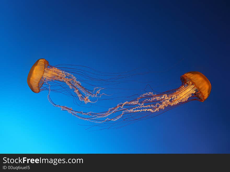 Two jellyfish in crystal clear water. Two jellyfish in crystal clear water