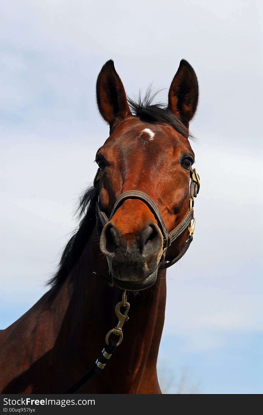 Bay horse portrait in halter against blue sky.