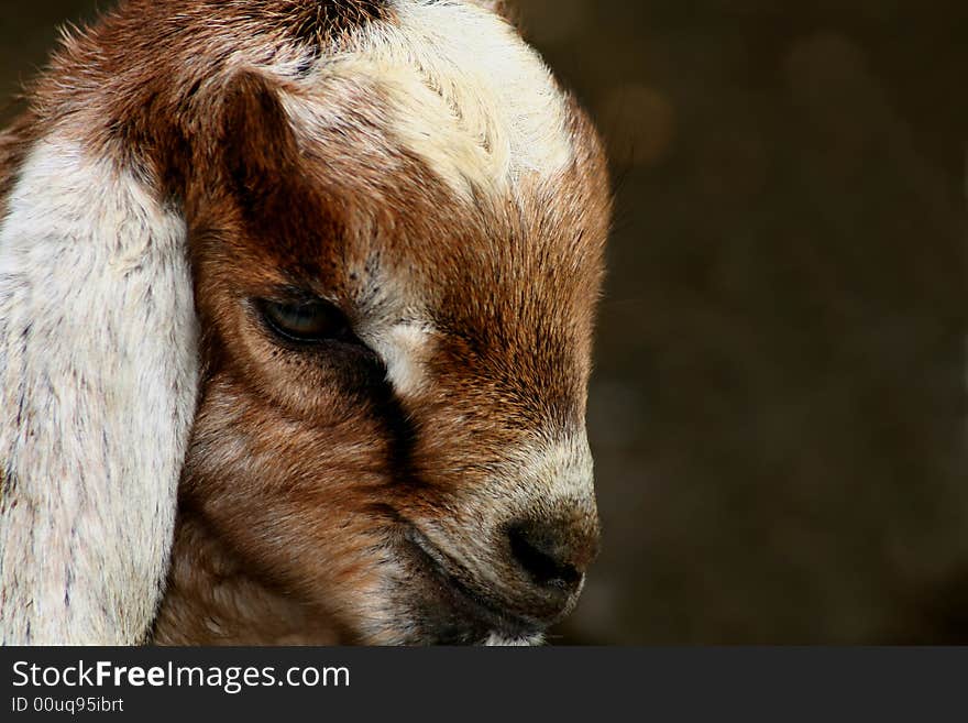 Nubian kid goat closeups, caprine. Nubian kid goat closeups, caprine