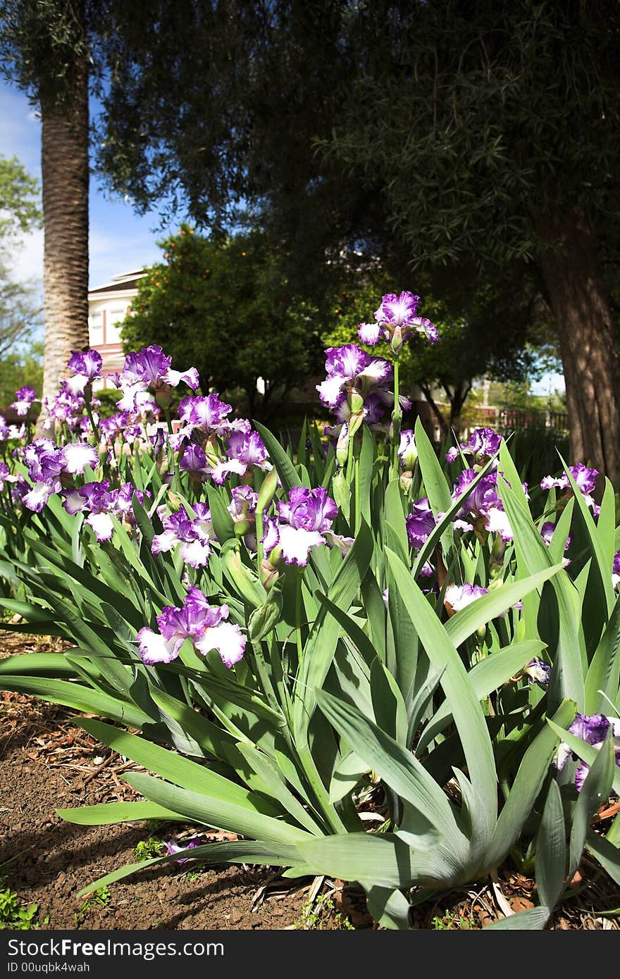 Shot of blooming Spring iris flowers planted in Northern California.