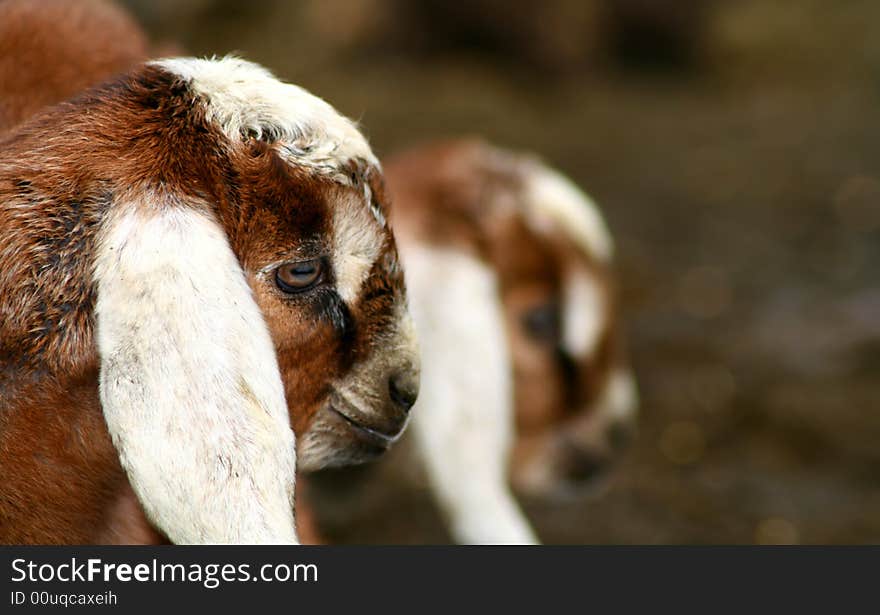 Nubian kid goat closeups, caprine. Nubian kid goat closeups, caprine