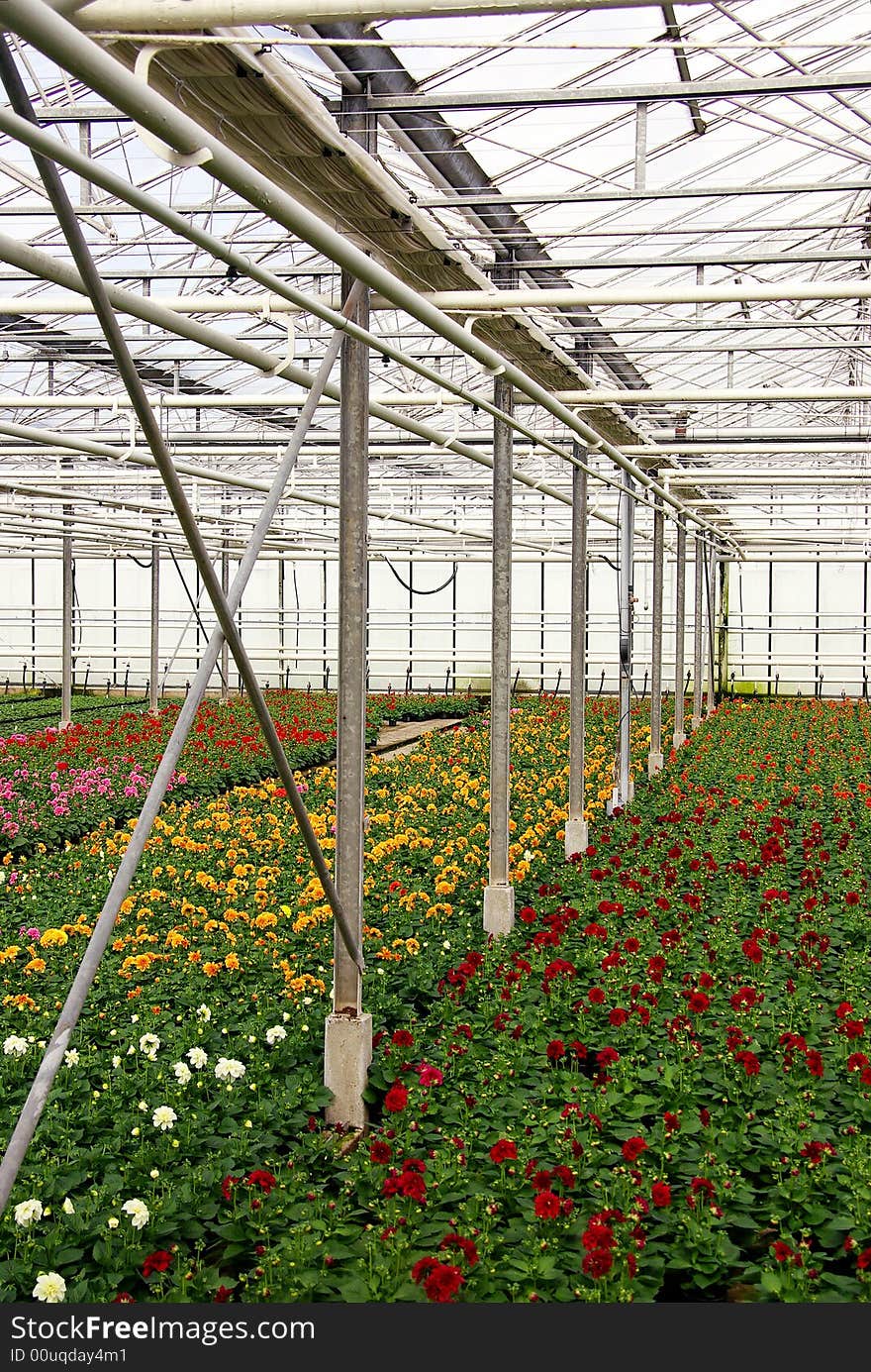 Flowering dahlia plants in bloom beds in a greenhouse