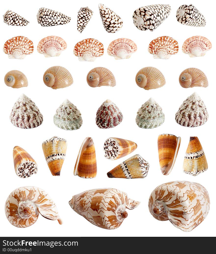 An image of isolated seashells