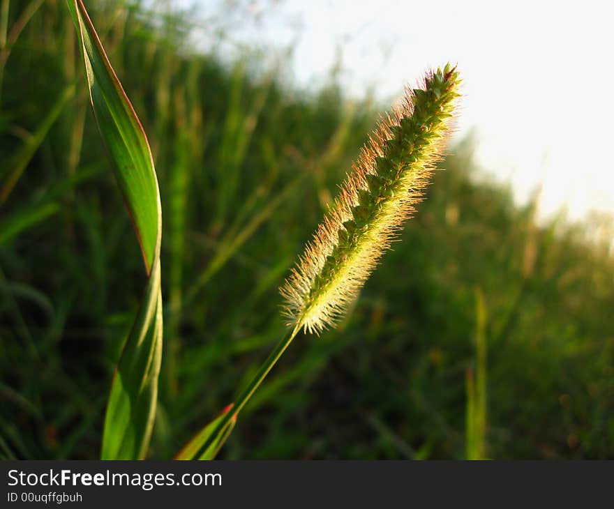 Grass Head