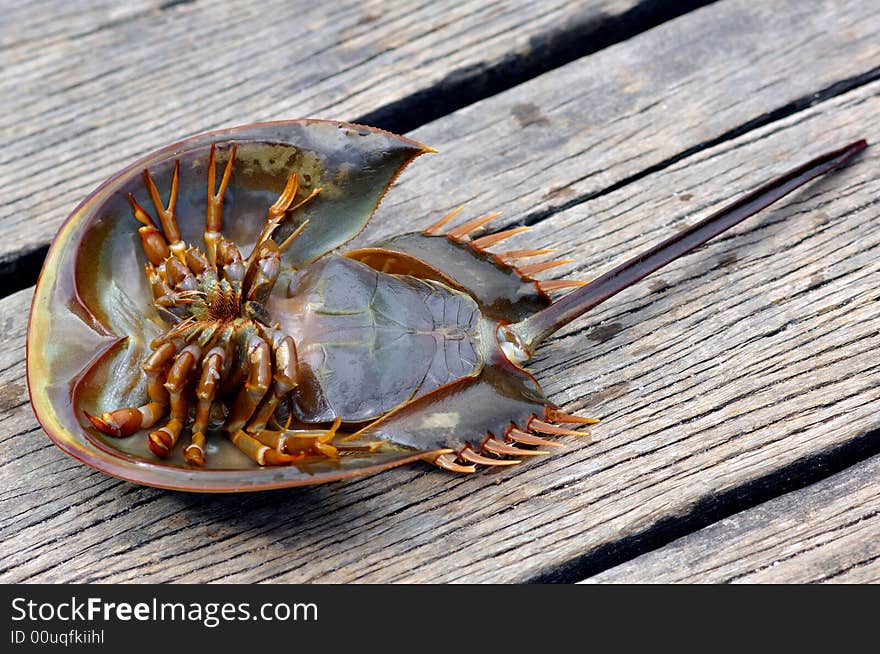 Malaysia, langkawi: Strange crustacean; this crustacean is a gastronomic speciality of the malay island; generally cooked deep-fried or grilled