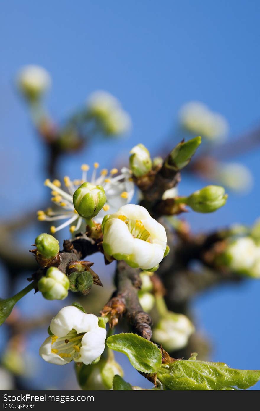 Blooming tree branch against clear blue sky. Blooming tree branch against clear blue sky.