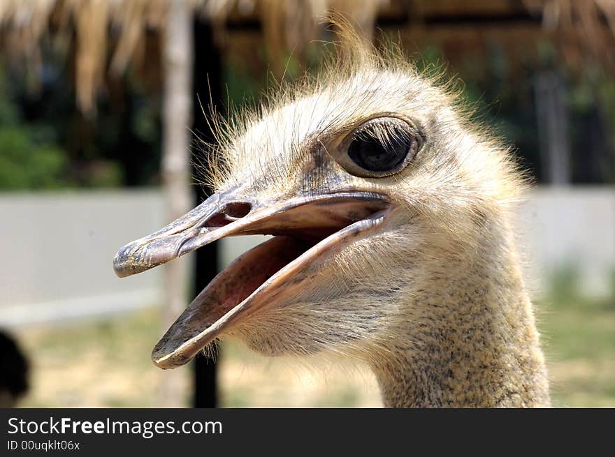 Ostrich head; long beak and enormous eyes; no feathers