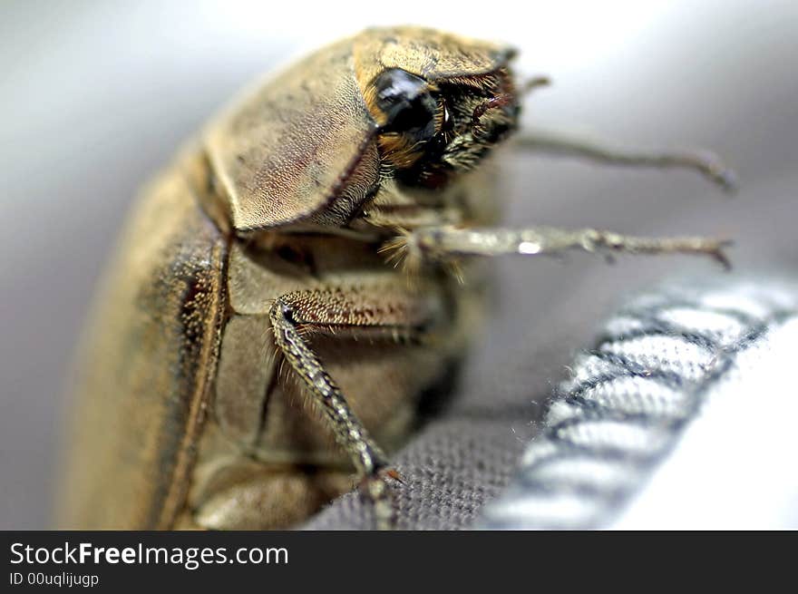 Malaysia, Langkawi: Brown Coleoptera