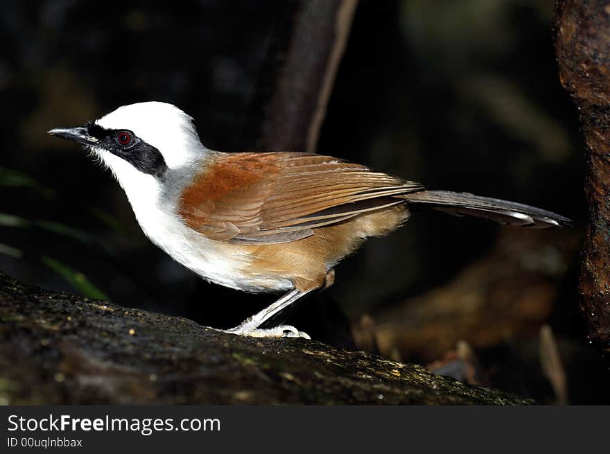 Malaysia, Langkawi: White head little bird and brown wing's feathers. Malaysia, Langkawi: White head little bird and brown wing's feathers