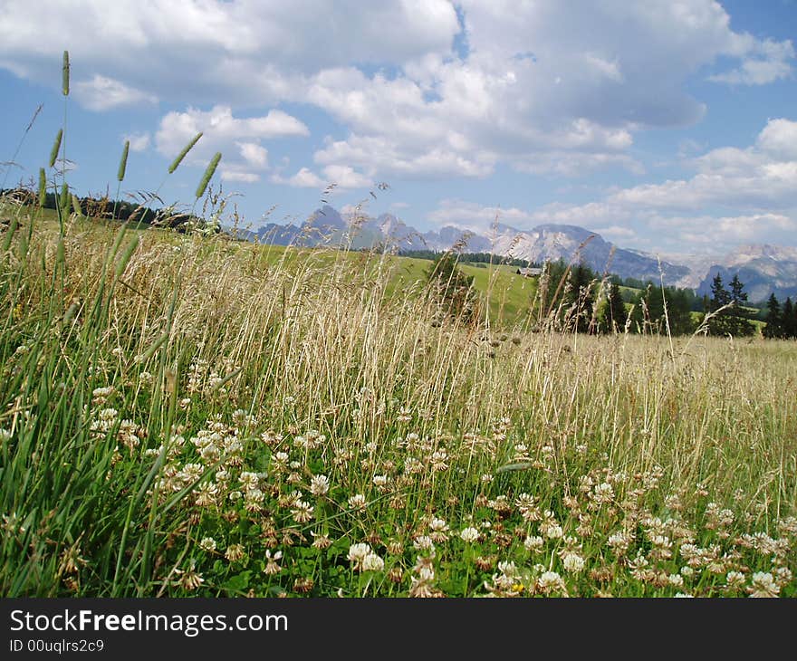 A beautiful scenary of mountain flower with clouds white - Italy