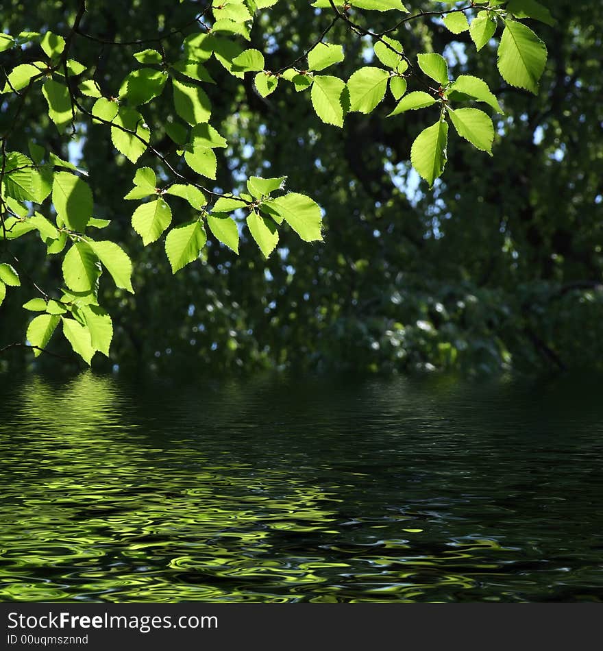 Green leaves reflecting in the water, shallow focus