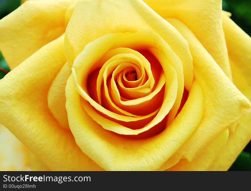 Yellow Rose